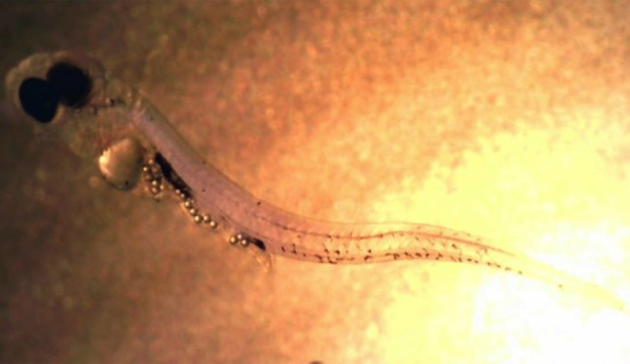 Er zijn vele soorten micro- en nanoplastics: minuscule plasticdeeltjes of vezels die worden geproduceerd of ontstaan door afbraak van plastic. Hier een jonge Baarsachtige vis met microplastics in het lichaam.