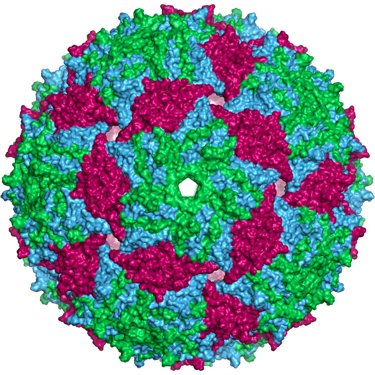 Een kleurige afbeelding van een virus.