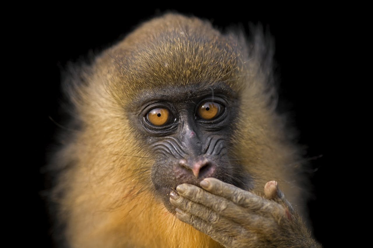 Een vijf maanden oude mandril. Deze soort is buiten de mensapen, de grootste apensoort ter wereld.