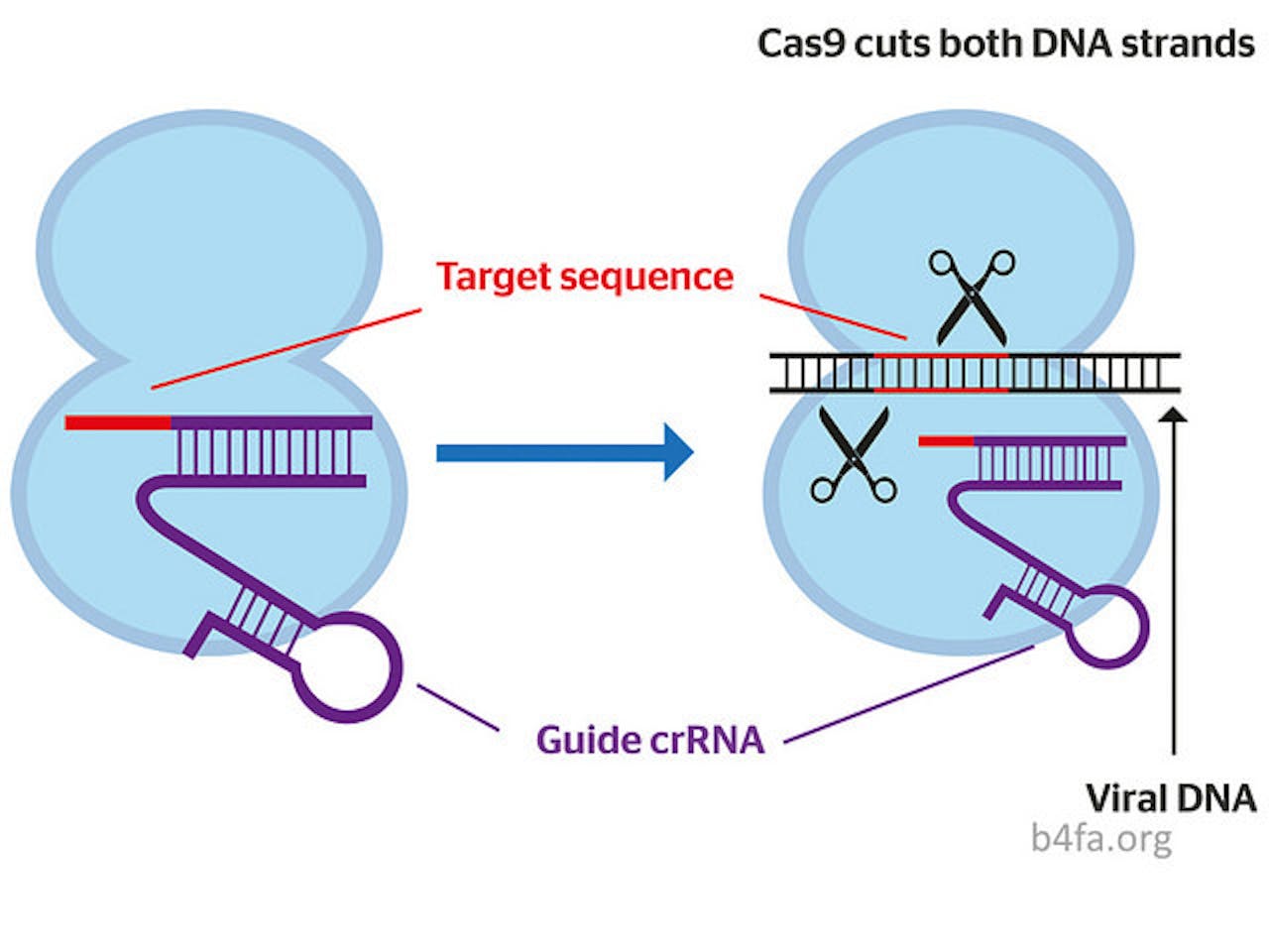 Een diagram van CRISPR-Cas. Die maakt gebruik van RNA om beide DNA-strengen te knippen.