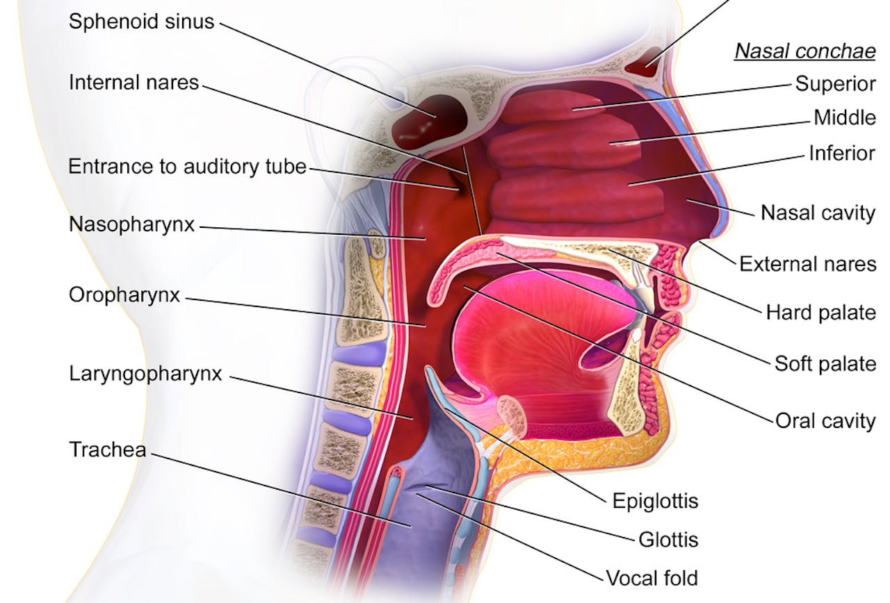 Een diagram dat de anatomie van de neus toont.