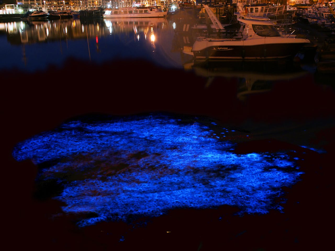 Een projectie in het water voor een biologische lichtshow.