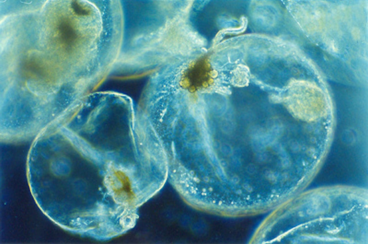 Een close-up van zeevonk: een alg die soms lichteffecten in de golven veroorzaakt.