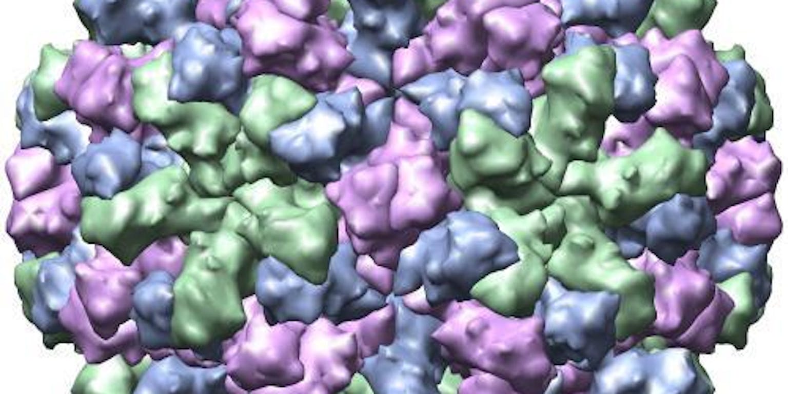 Een schematische weergave van het Norwalk-like virus.