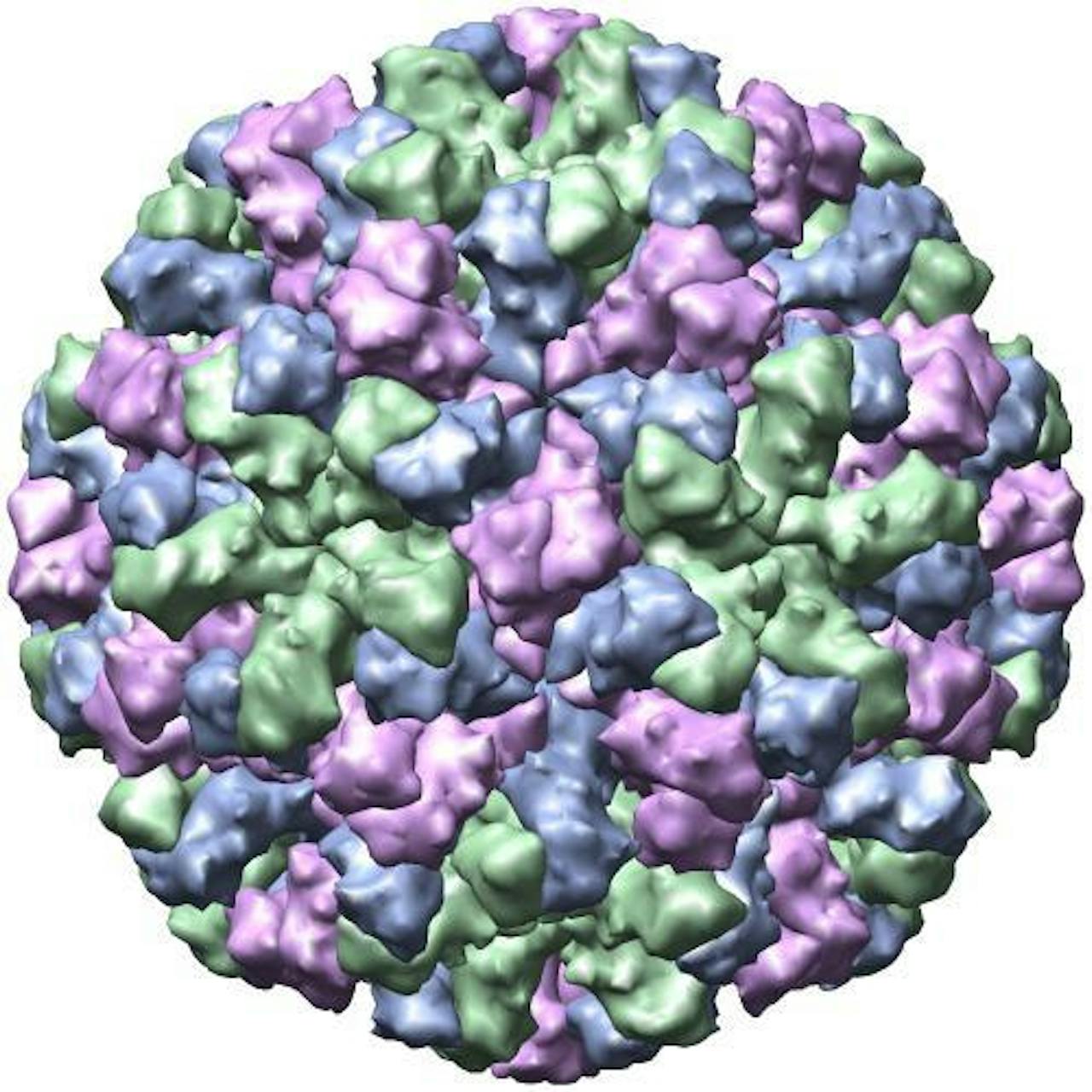 Een schematische weergave van het Norwalk-like virus.