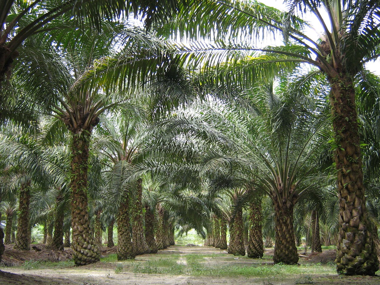 Een oliepalmplantage in Maleisië.