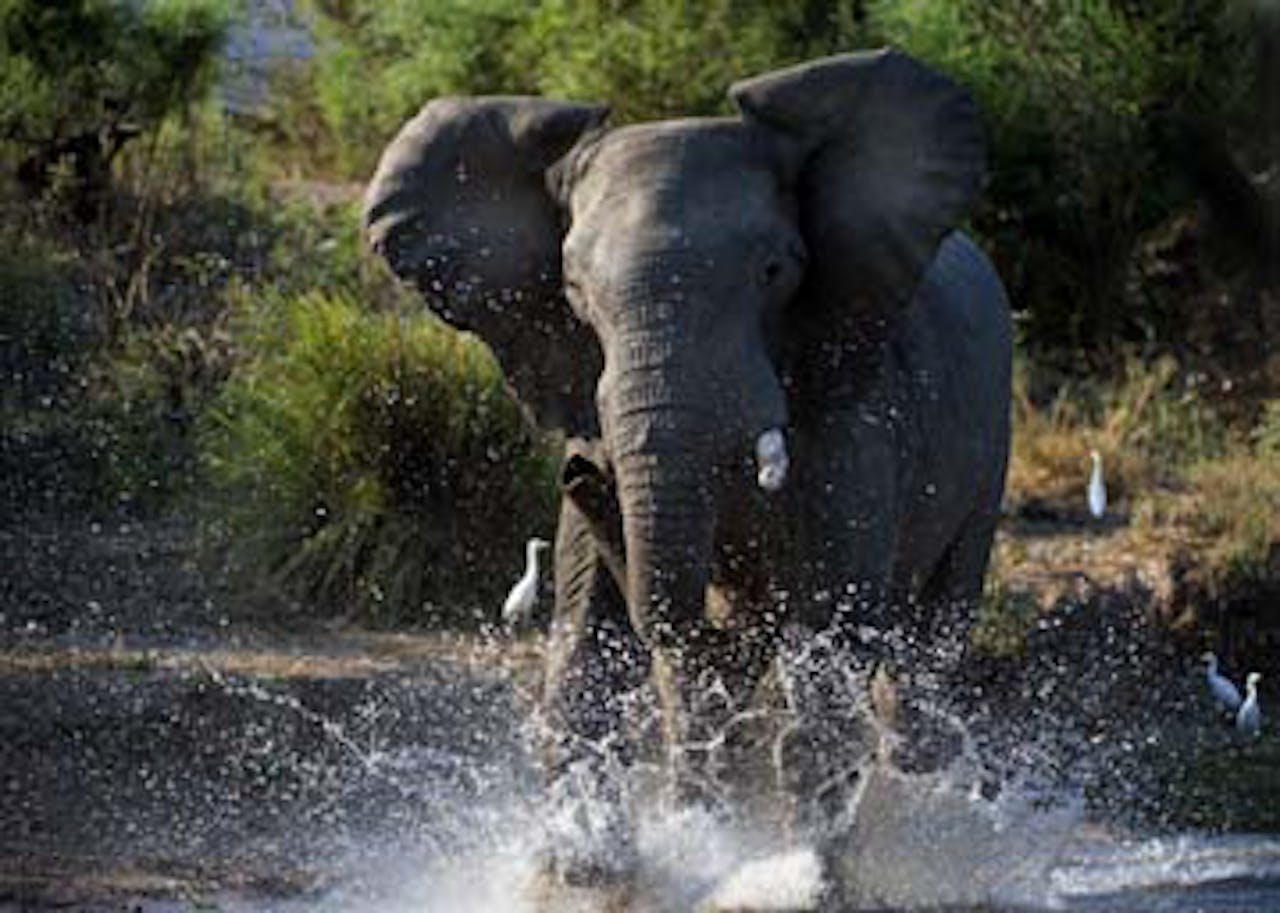 Een olifant die door het water loopt in een rivier.