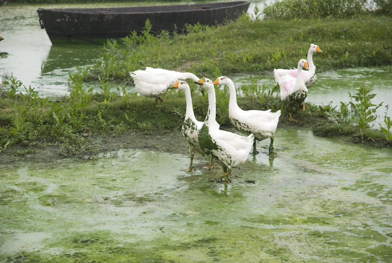 Een groep ganzen die zich in een groene vijver met alg bevinden.