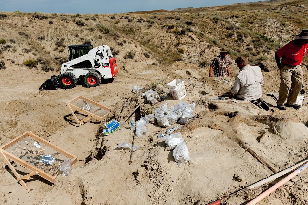 Overzicht van de site waar het fossiel van T. rex momenteel wordt opgegraven.