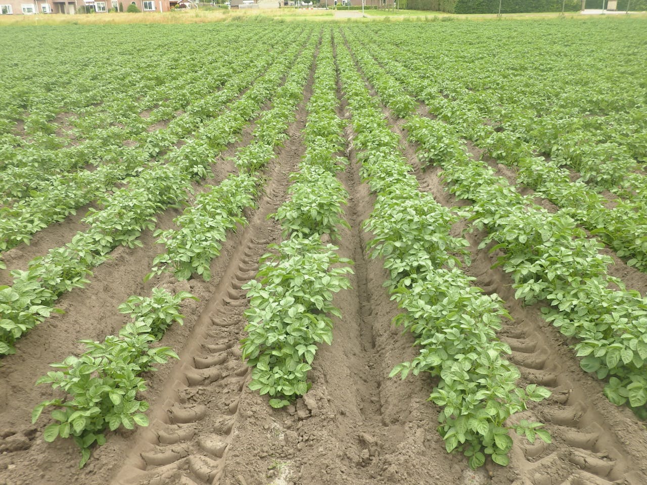 In de Veenkoloniën worden vooral zetmeelaardappelen geteeld. Deze worden op ‘ruggen’ geteeld zodat de rooimachine ze gemakkelijk (met grond en al) kan oppakken. Dat juist in de veenkoloniën zetmeelaardappelen worden geteeld is historisch gegroeid. Hier zijn destijds de fabrieken gebouwd. Ook kunnen hier, in tegenstelling tot consumptieaardappelen, jaren achtereen zetmeelaardappels geteeld worden vanwege de beschikbaarheid van gewassen die resistent zijn tegen aaltjes.
