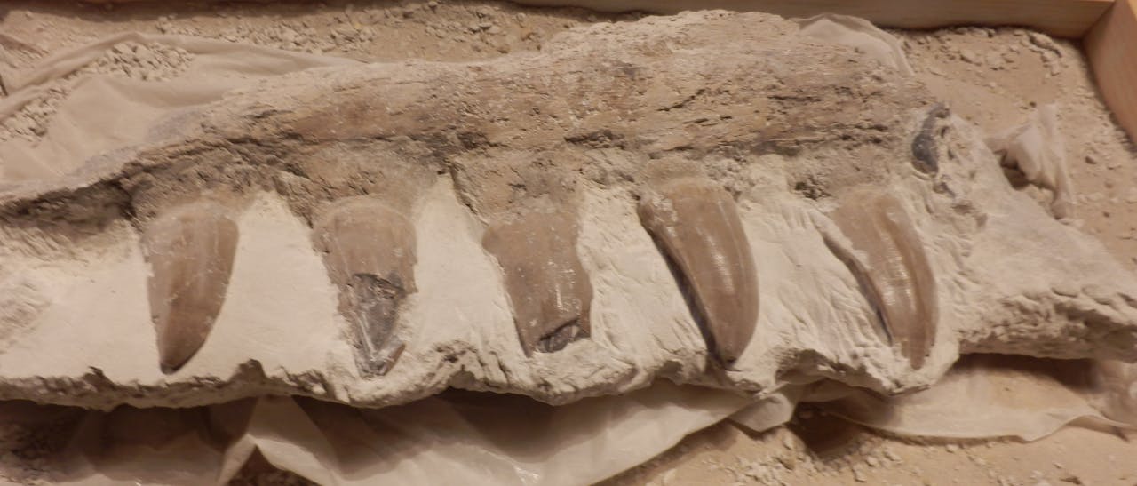 Onderzoek aan een tand van Carlo laat zien dat hij een gaaf gebit had, met bovendien weinig slijtage aan het tandglazuur. Paleontologen kunnen daaruit zijn eetpatroon afleiden.