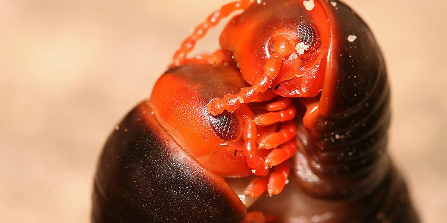 Twee miljoenpoten die met elkaar aan het paren zijn.