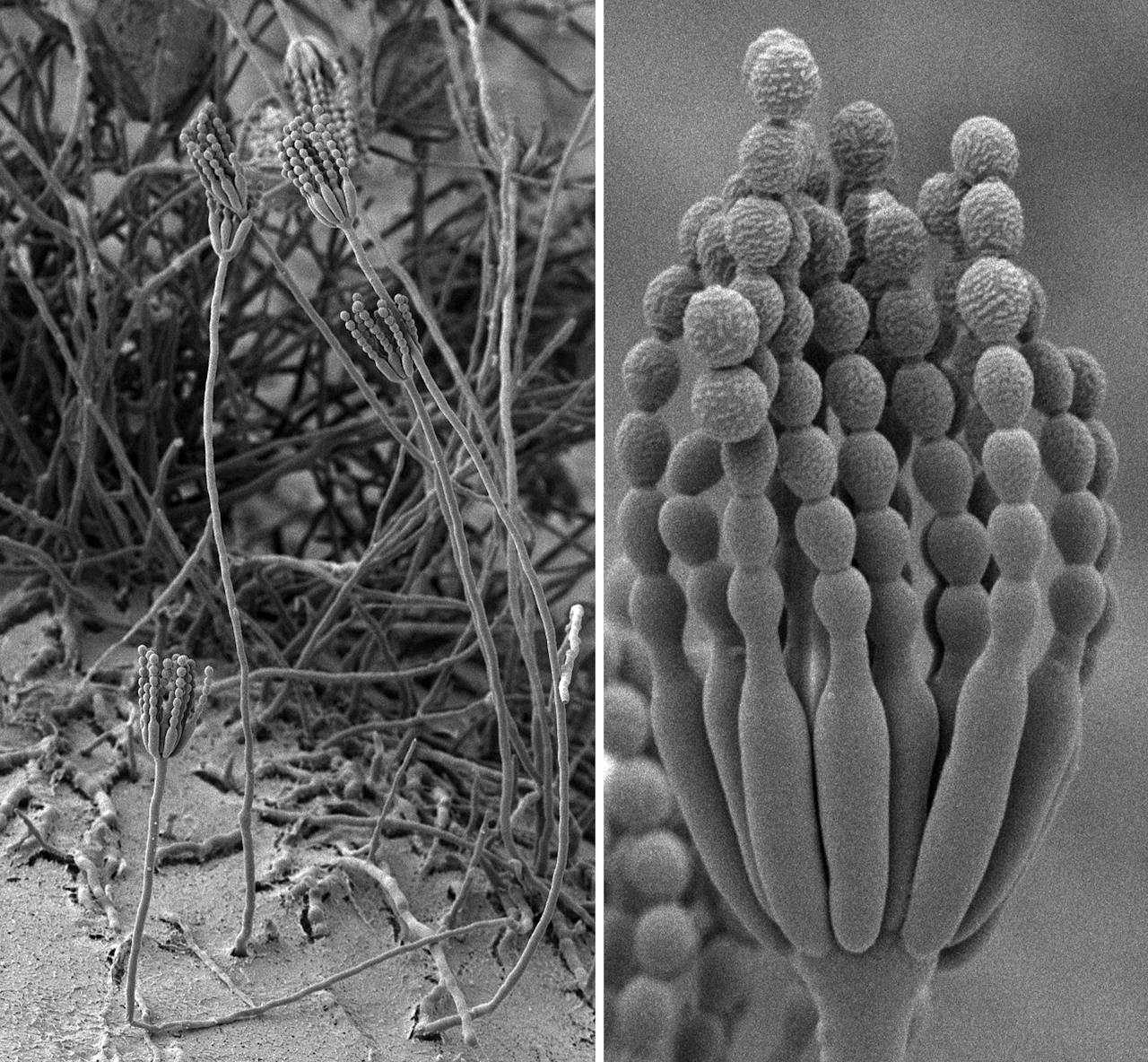 Een elektronenmicroscopische foto van Penicillium. Links in zijn geheel en rechts een close-­up van het penseelvormige hoofd vol sporen.