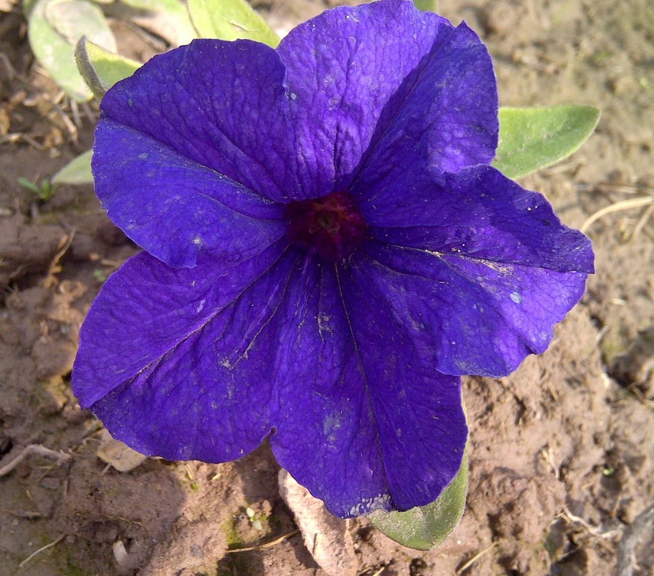 Bij deze petunia zijn de genen voor protonpompen uitgeschakeld, waardoor de bloem blauw-paars kleurt.