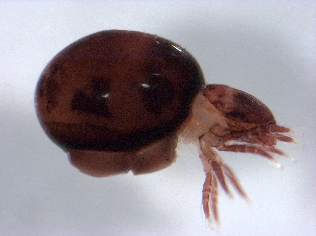 Een close-up van een mijt, een spinachtig insect dat kleiner is dan 1 millimeter.