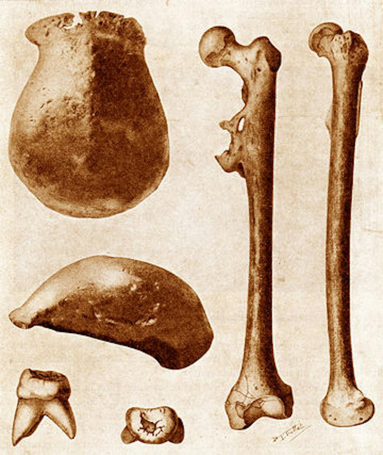 De vondsten van Dubois: verschillende botten.