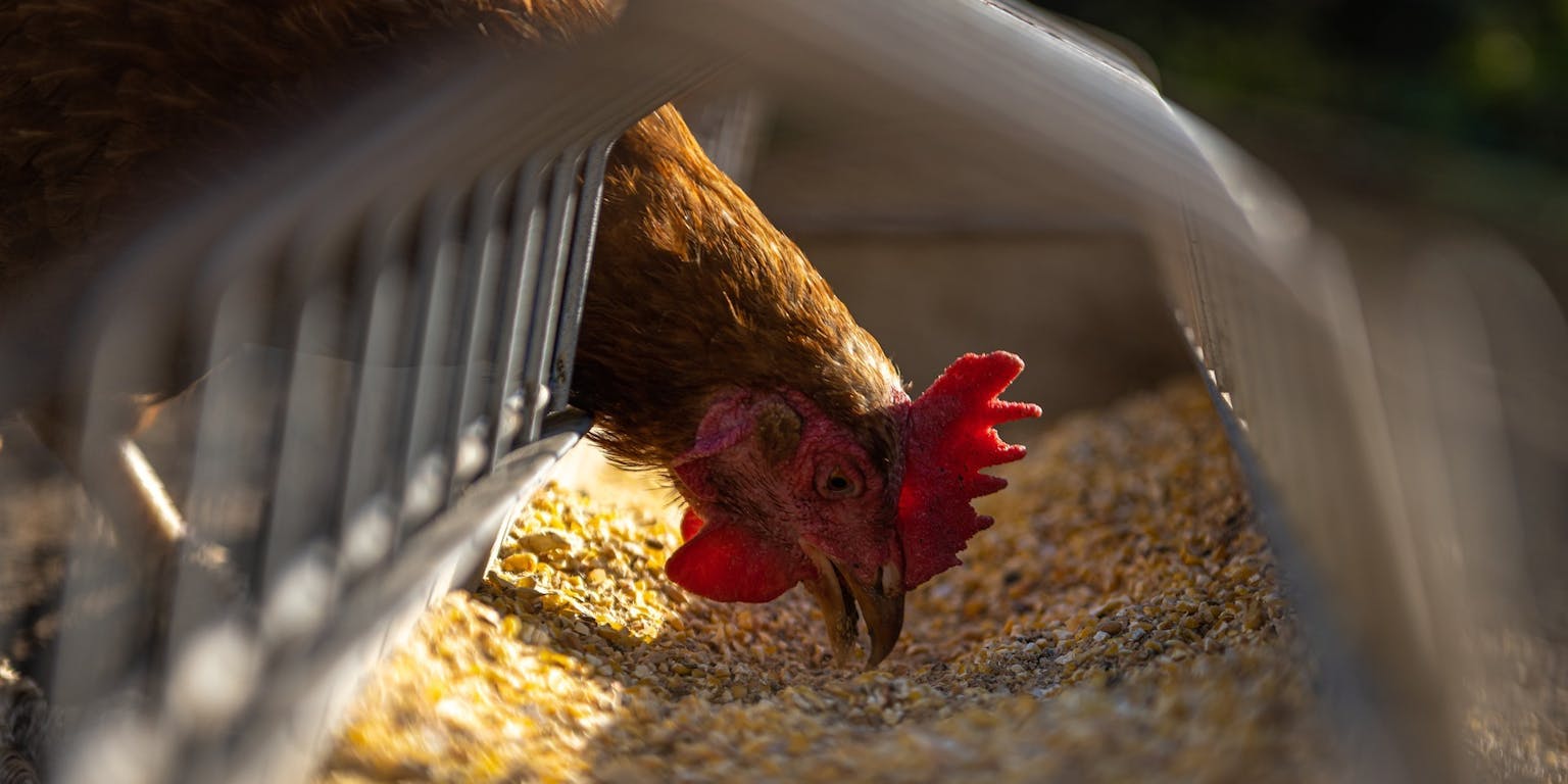 Close-up van een kip die eet uit een voerbak.