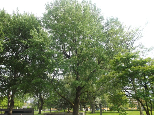 Amsterdam-Zuidoost, Bijlmermeer, Populus Canescens (Grauwe Abeel), boom staat bij het monument van de vliegramp, waar vroeger (het deel van de) flat stond.