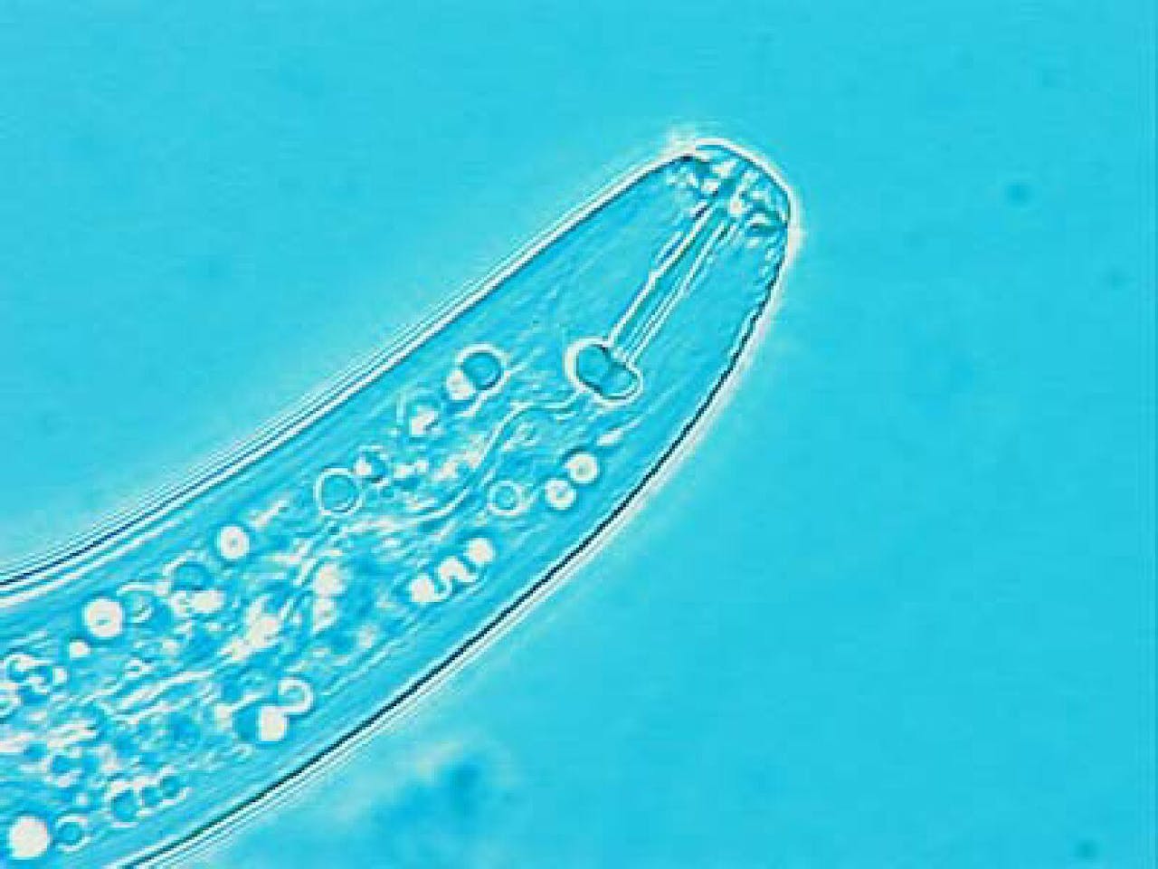 Het wortellesieaaltje Pratylenchus penetrans (foto) wordt geweerd door de onderzoekers van de Wageningen Universiteit veredelde Japanse haver, maar het maïswortelknobbelaaltje Meloidogyne chitwoodi neemt juist toe.