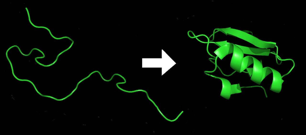 Illustratie van het vouwproces van een eiwit. Links een lange streng aminozuren, rechts is deze opgevouwen tot een eiwit.