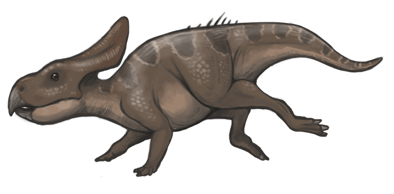 Reconstructie van een exemplaar van Protoceratops andrewsi, een van de dino’s waarvan de broedtijd bepaald is.