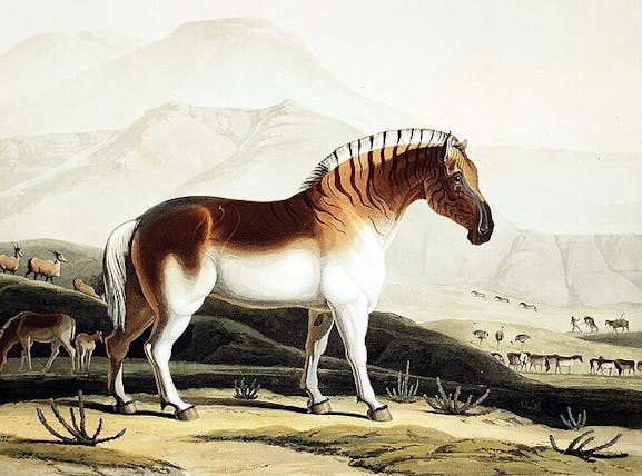 Een schilderij toont een Quagga in een natuurlijke omgeving, geportretteerd met gedetailleerde penseelstreken die de unieke strepen en bruinachtige tint van het uitgestorven dier accentueren. Het kunstwerk brengt een nostalgisch gevoel over voor een soort die ooit op onze planeet rondliep.