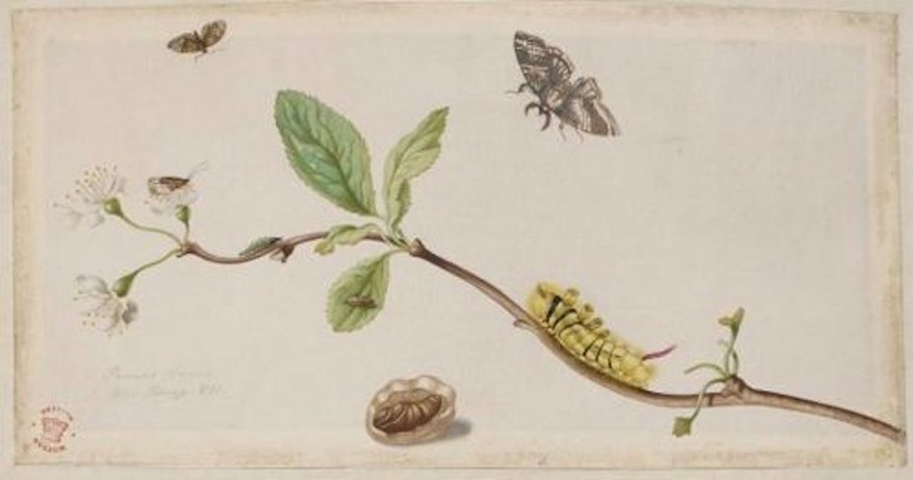 Zure kers met metamorfose van de meriansborstel ca 1685 1699 getekend door Maria Sybilla Merian