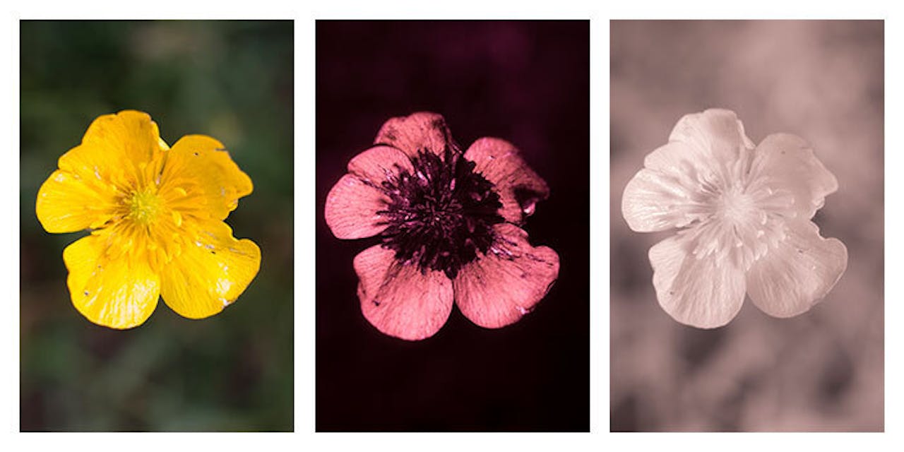 Een bloem kan er in een ander dan zichtbaar spectrum (links) heel anders uitzien. In het midden is het ultraviolette spectrum zichtbaar, waarin het midden van de bloem opeens een heel andere kleur lijkt te hebben. In infrarood, rechts, heeft de bloem nauwelijks details. Bijen kunnen ultraviolet licht waarnemen en gebruiken dat om de juist bloemen te vinden.
