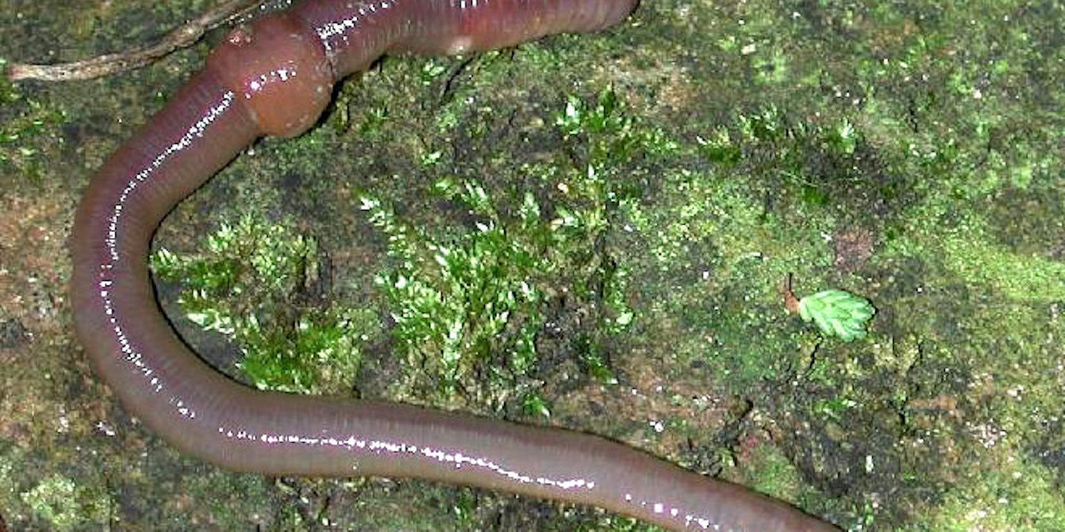Een regenworm die op de grond ligt met mos eromheen.