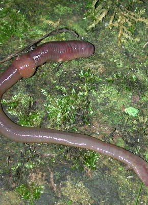 Een regenworm die op de grond ligt met mos eromheen.