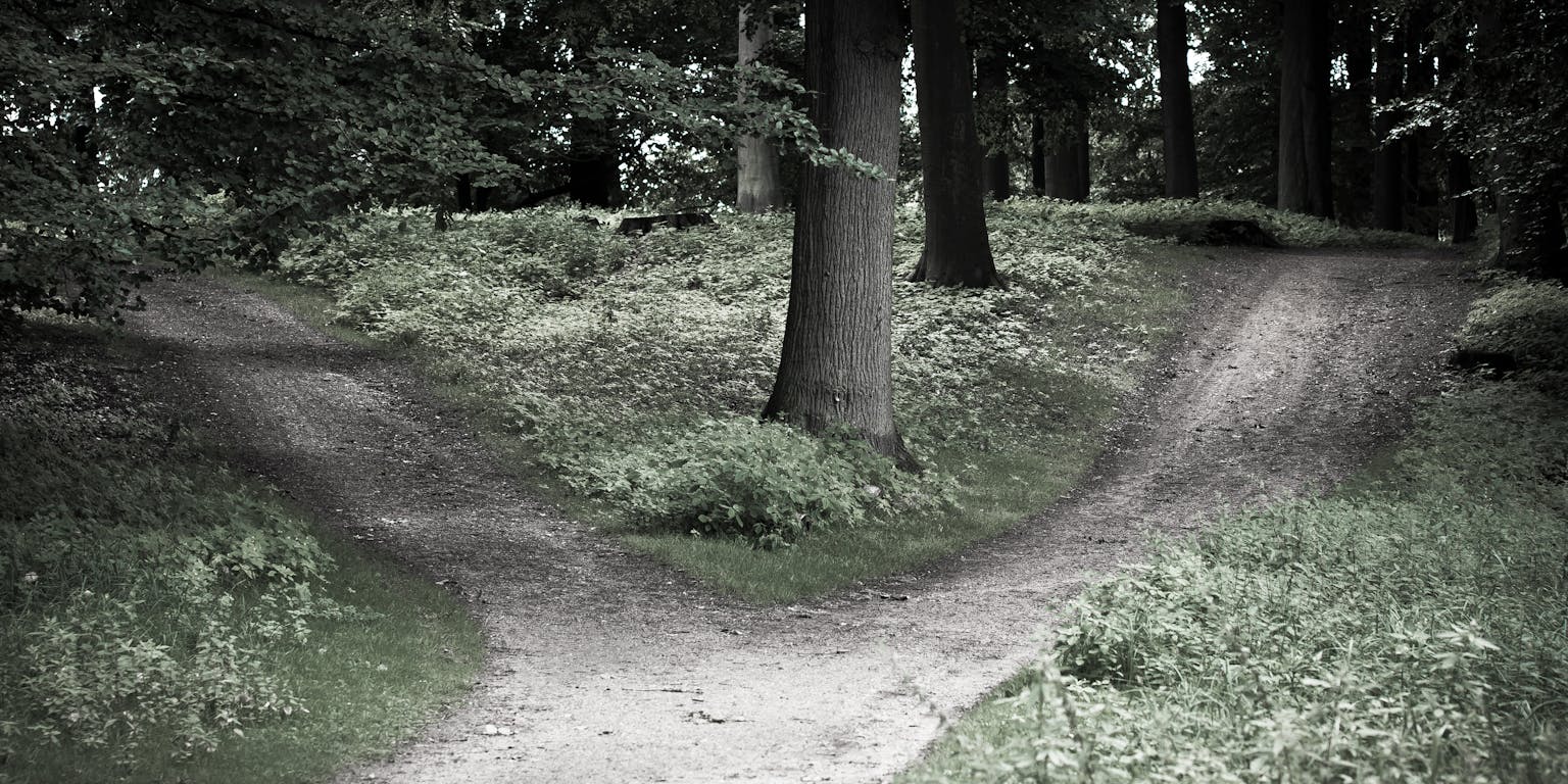 Een pad in het bos met een boom in het midden. Het pad splitst op.