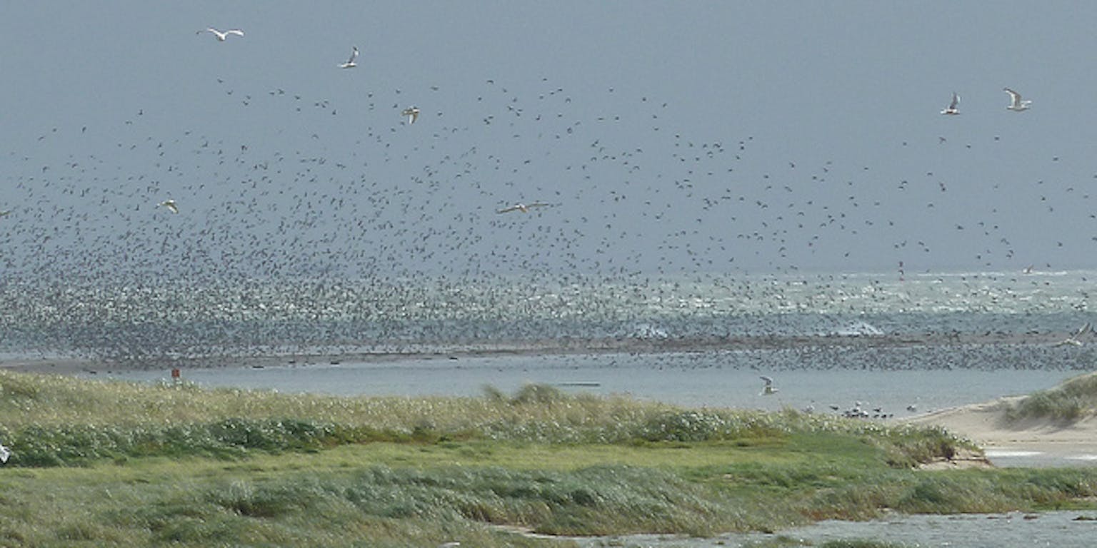 Een zwerm vogels vliegt over een watermassa.