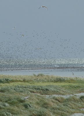 Een zwerm vogels vliegt over een watermassa.