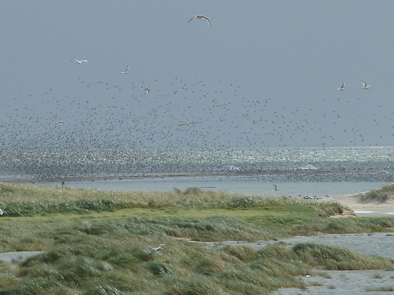 Een zwerm vogels vliegt over een watermassa.
