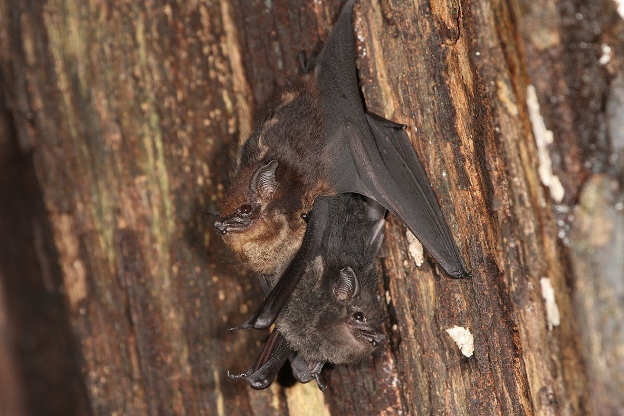 Twee vleermuizen hangen aan een stuk hout.