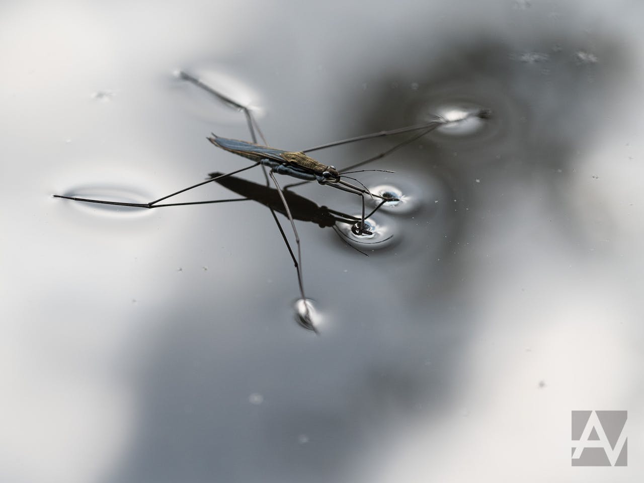 Een schaatsenrijder insect in een plas water.