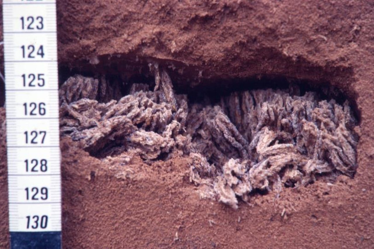 Schimmelkweekkamer in een mierennest op 125 cm diepte.