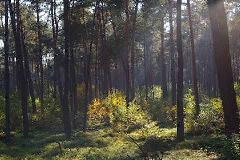 De Amerikaanse vogelkers domineert de ondergroei in een bos met grove dennen. Dennenbos met begroeide bodem. Het licht valt tussen de bomen door op die begroeiing.