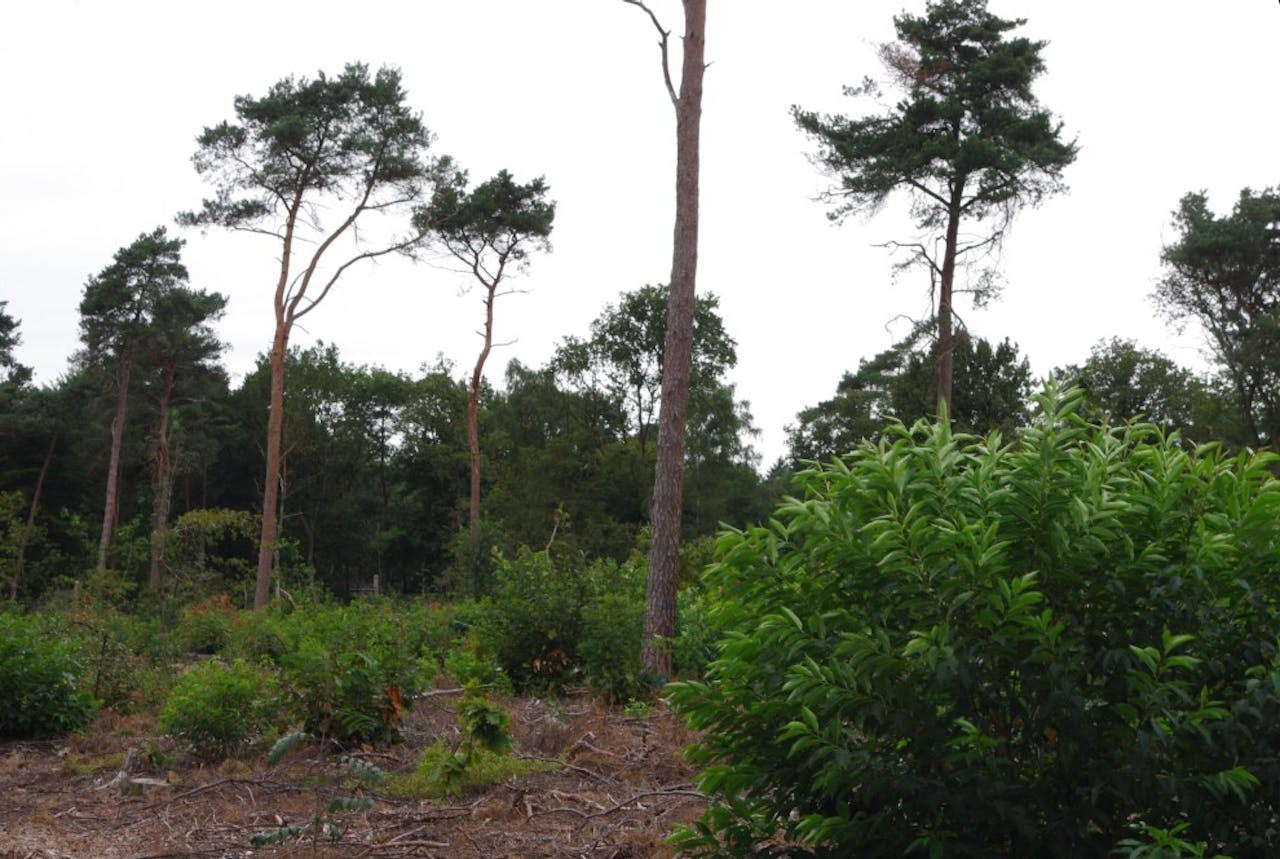 Een paar hoge dennenbomen met kale stammen, met op de bodem daartussen groene struiken.