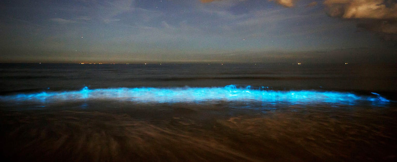 Zeevonk die blauwe lichteffecten veroorzaakt in de golven.