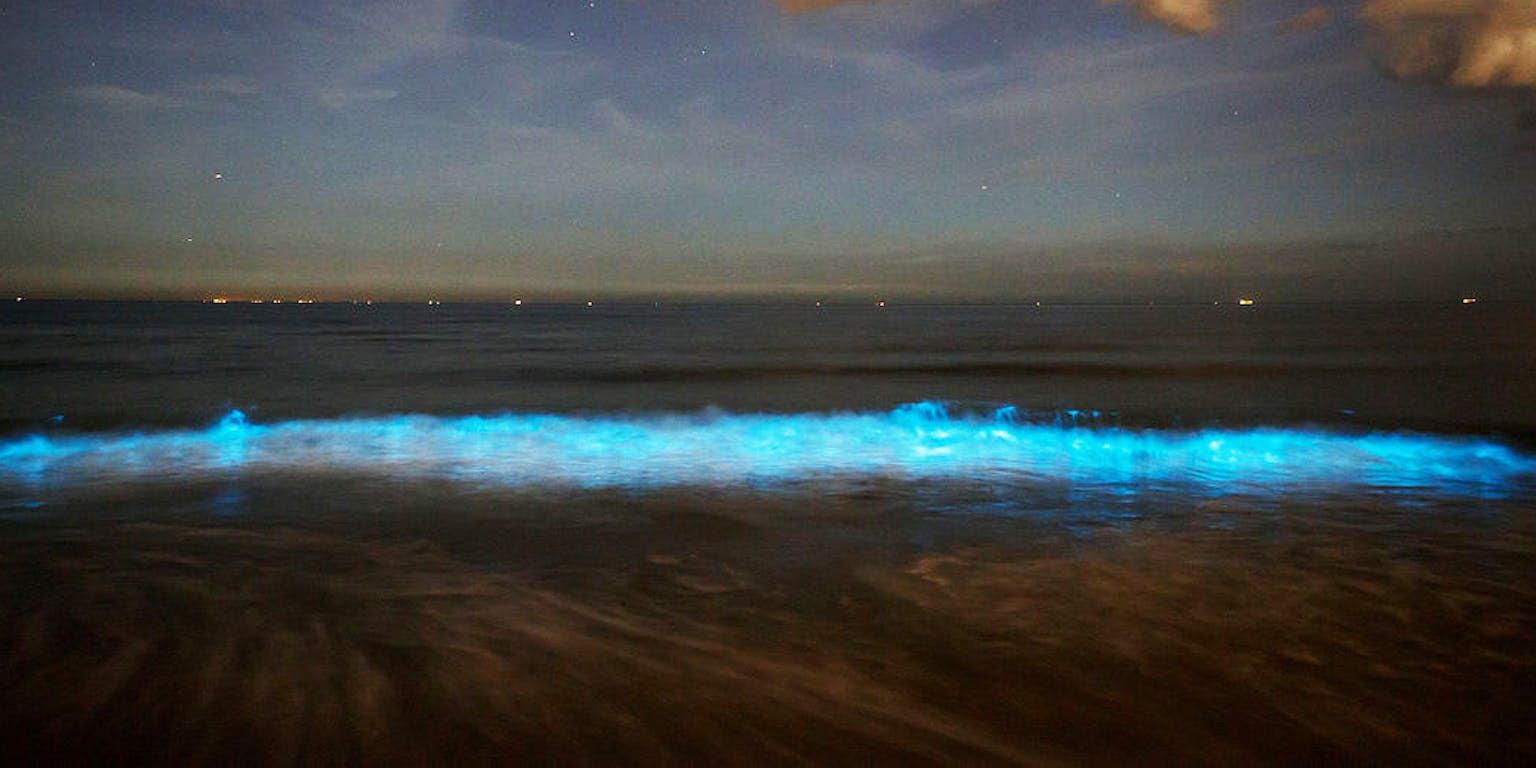 Zeevonk die blauwe lichteffecten veroorzaakt in de golven.