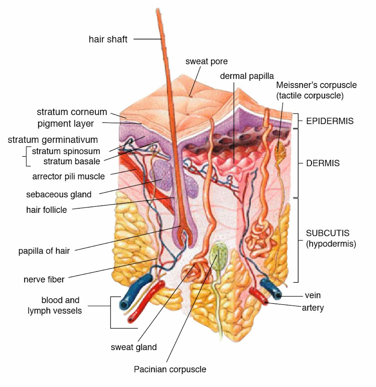Een diagram dat de structuur van de huid laat zien.