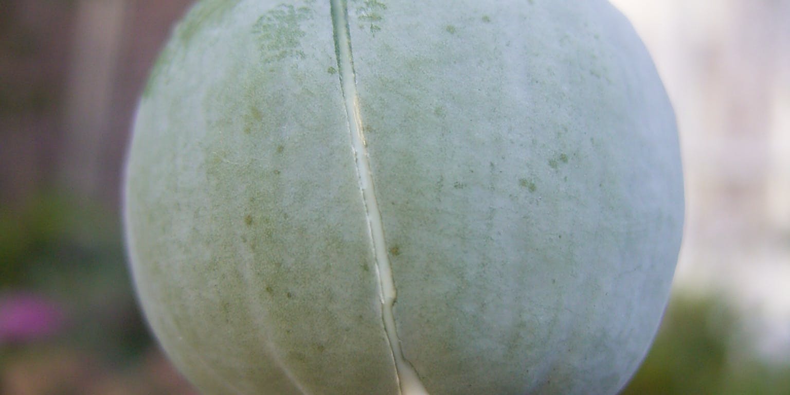 Een slaapbol op een stengel met een druppel melksap.