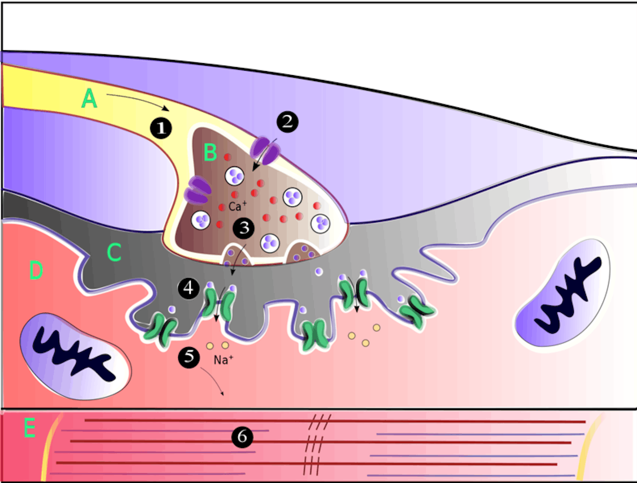 Een schematische weergave van de processen die optreden als een spier zich samentrekt.