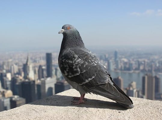 Stadsduif in New York