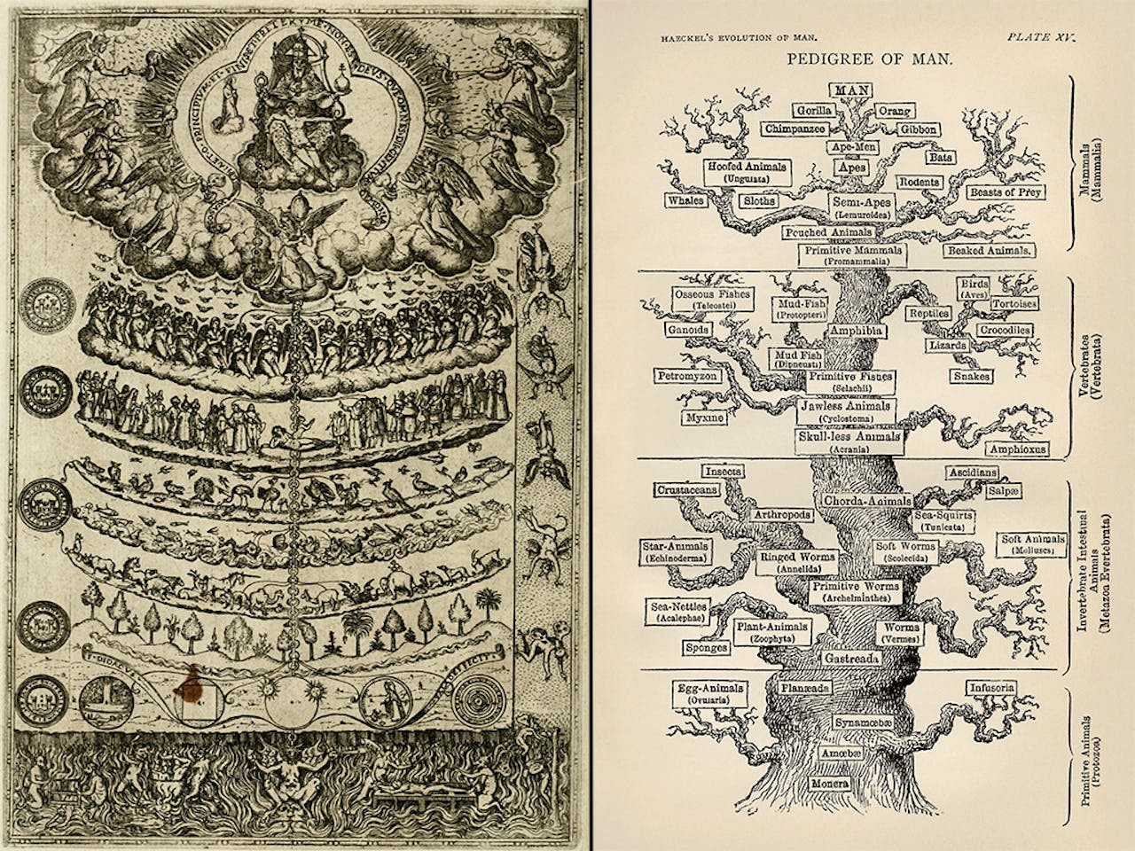 Twee hiërarchische indelingen van de wereld: de 'Scala Naturae' (links) en de 'Pedigree of Men'.
