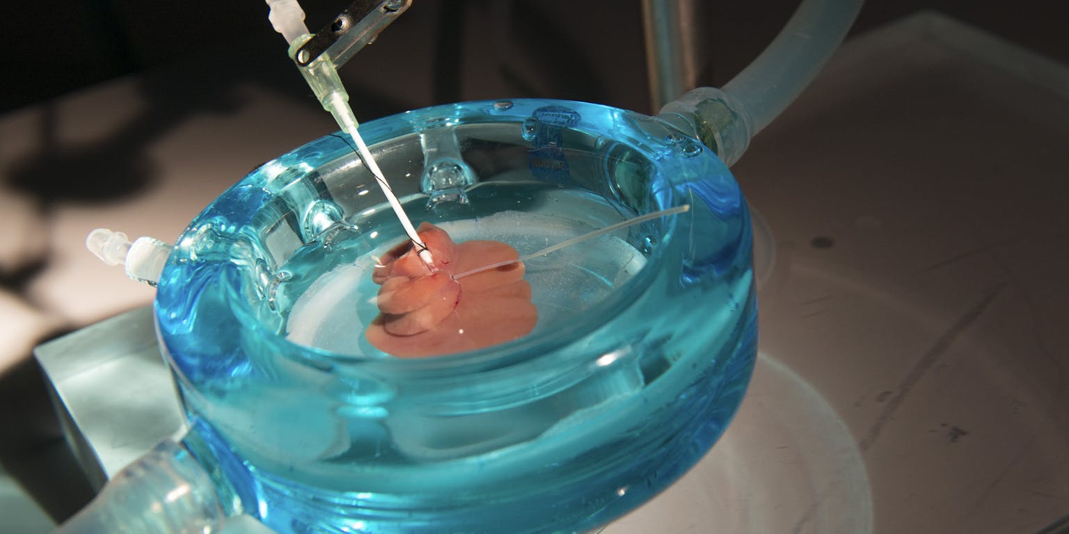 Rattenlever die wordt bewaard in een gekoelde oplossing.