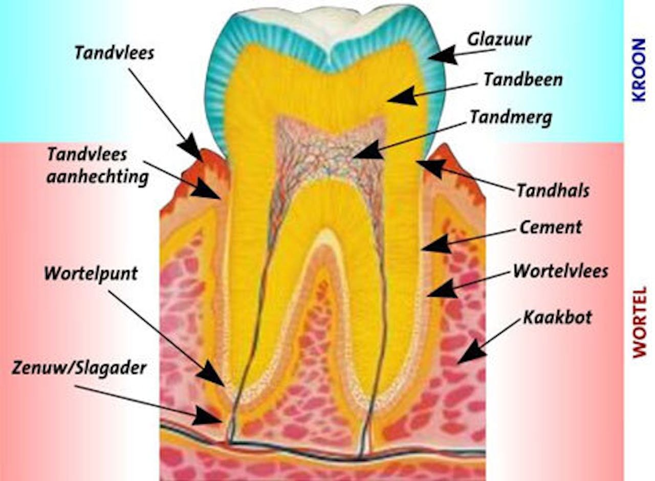 Een diagram dat de structuur van een tand laat zien.