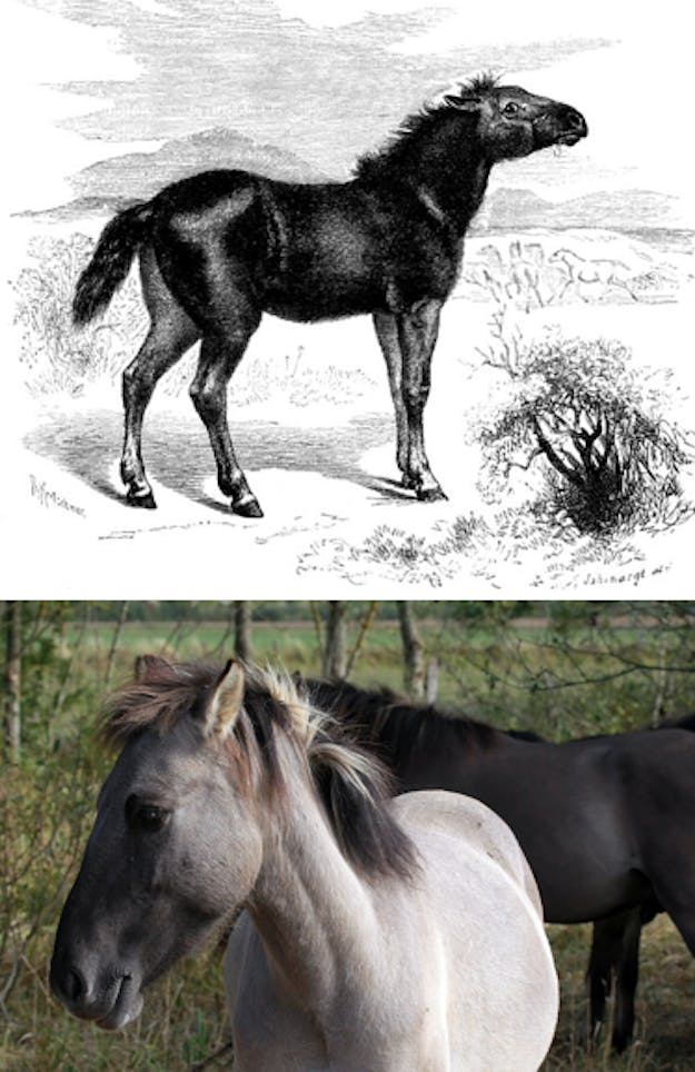 Het konikpaard (onder) is speciaal gekweekt om te lijken op de uitgestorven tarpan (boven): compact maar stevig, vindingrijk, en niet snel ziek. Tarpanpaard en konikpaard