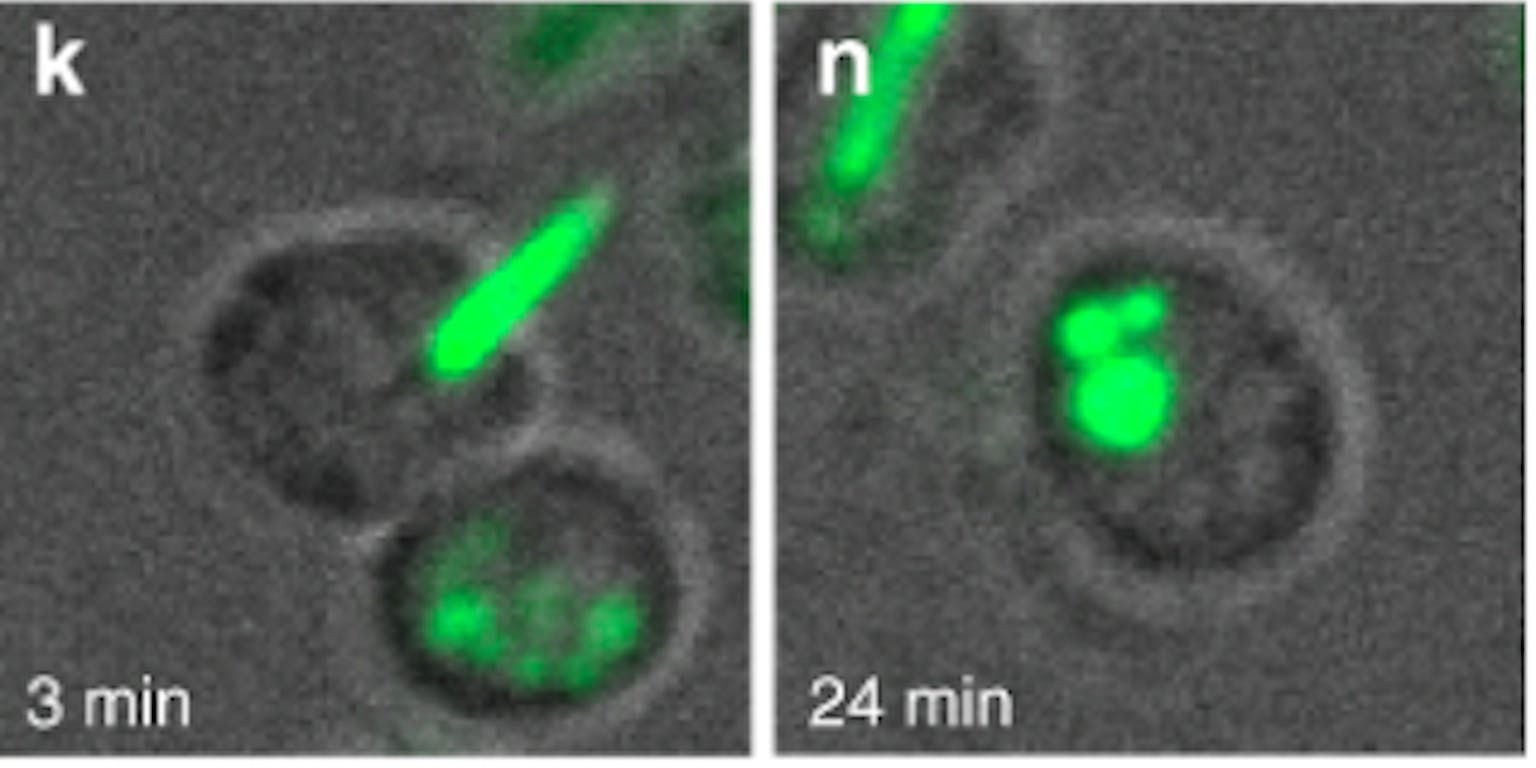 Microscopische opname van de nieuw ontdekte bacterie ‘Candidatus Uab amorphum’ die een complete cel (groen) opneemt.
